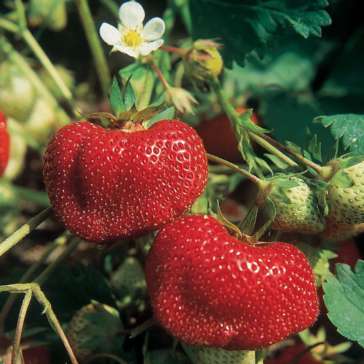 Vibrant Ozark Beauty Strawberry Seeds for Planting Juicy, Sweet Berries, Heirloom, High Germination, Non-GMO Organic Garden Seeds