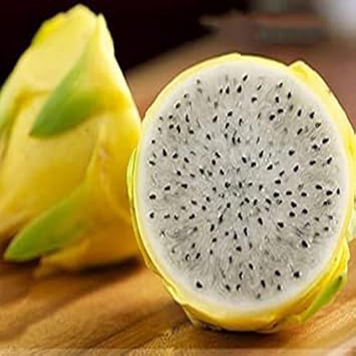 Yellow Melon Fruit Seeds for Planting  Sweet, Refreshing Melons, Heirloom & Non-GMO Seeds for Home Garden