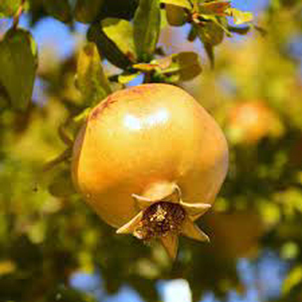 Yellow Pomegranate Fruit Seeds Exotic, Super Juicy & Soft Seeds, Heirloom & Non-GMO for Home Garden