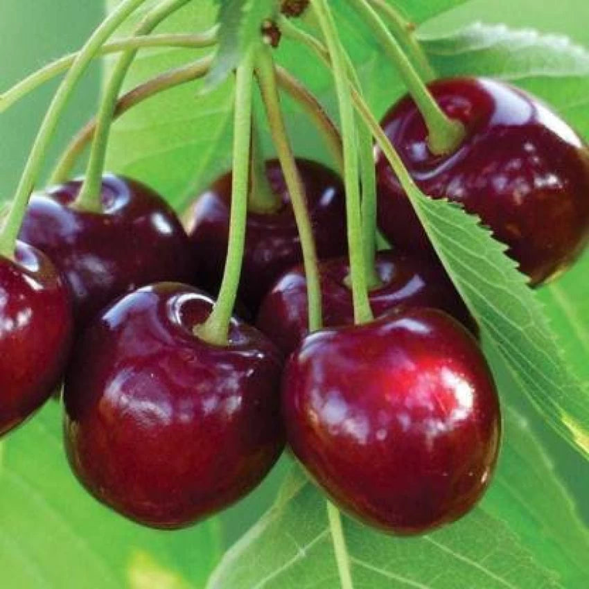 Barrys Cherry Fruit Seeds for Planting Sweet, Juicy Cherries, 100 pcs, Heirloom & Non-GMO, High Germination