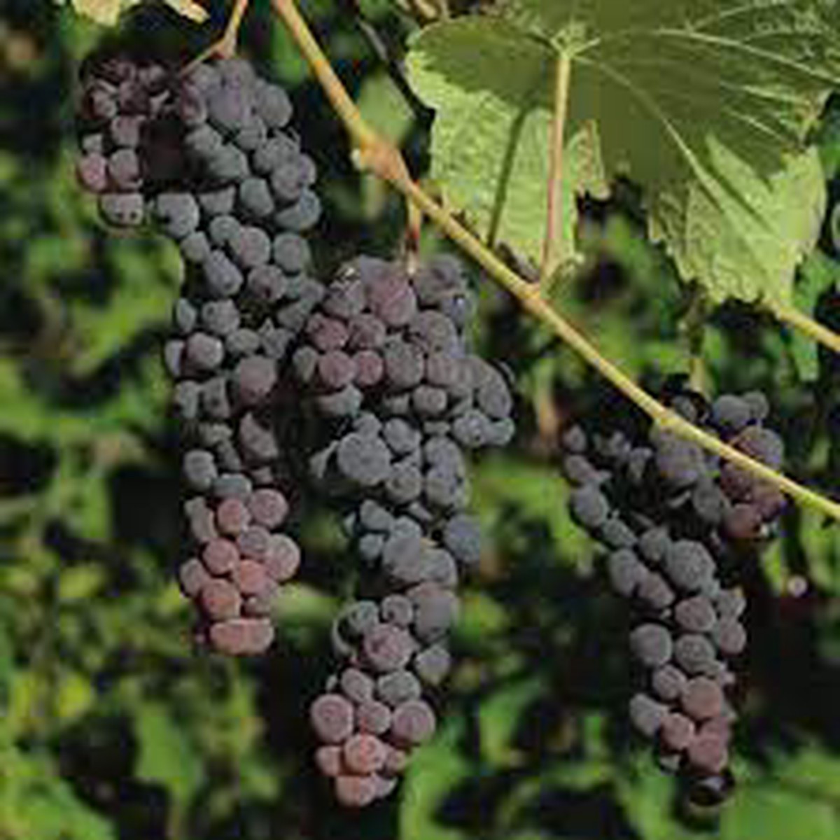 Black Corinth (Zante Currant) Grape Fruit Seeds for Planting Sweet & Tangy Vine-Grown Grapes, Heirloom & Non-GMO