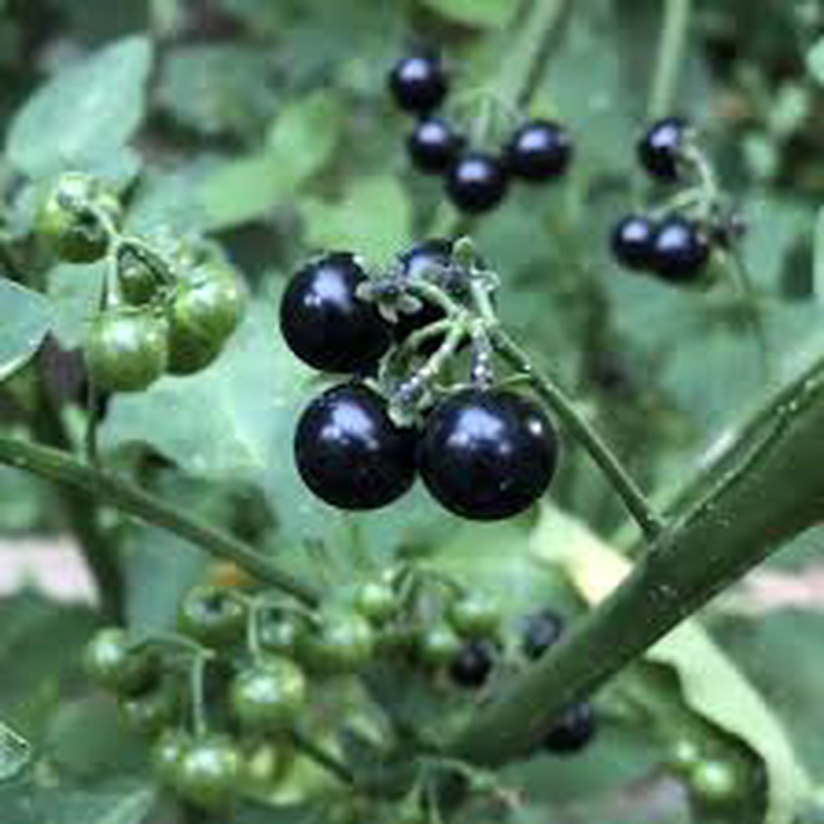 Black Huckleberry Fruit Seeds for Planting  Heirloom Non-GMO High Germination Organic Garden Seeds