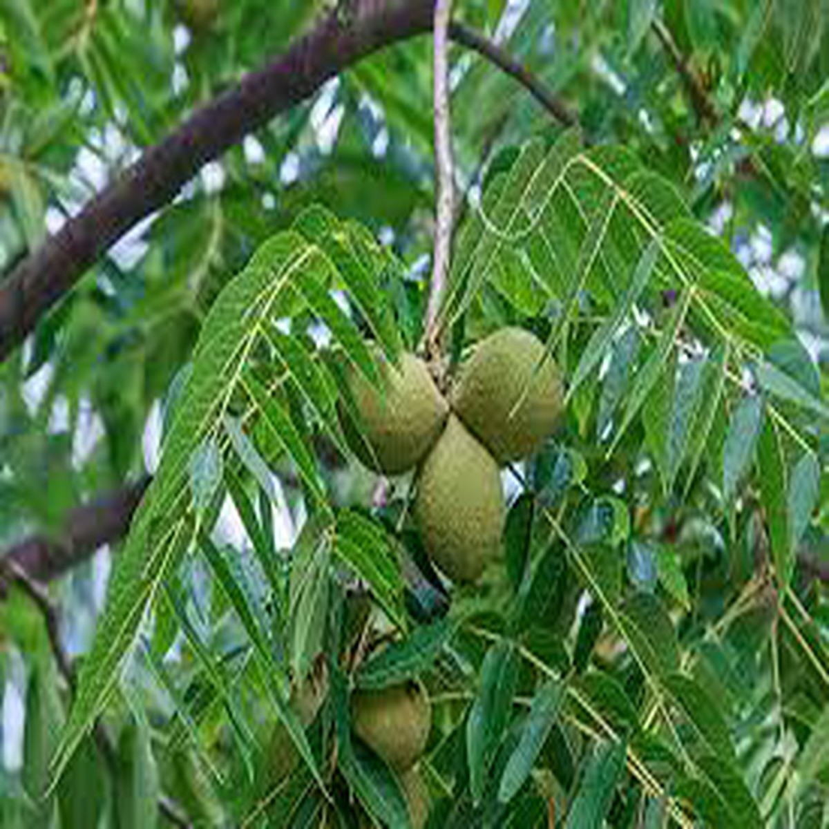 Black Walnut Plant Seeds for Planting Nut Lovers Gardens, Heirloom & Non-GMO Seeds for Home Garden