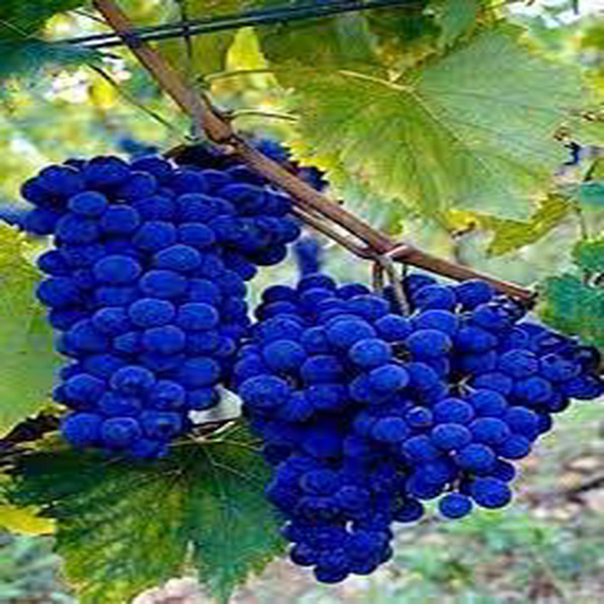 Blue Grape Fruit Seeds  Heirloom & Non-GMO Seeds for Crisp, Refreshing Blue Grapes in Your Home Vines