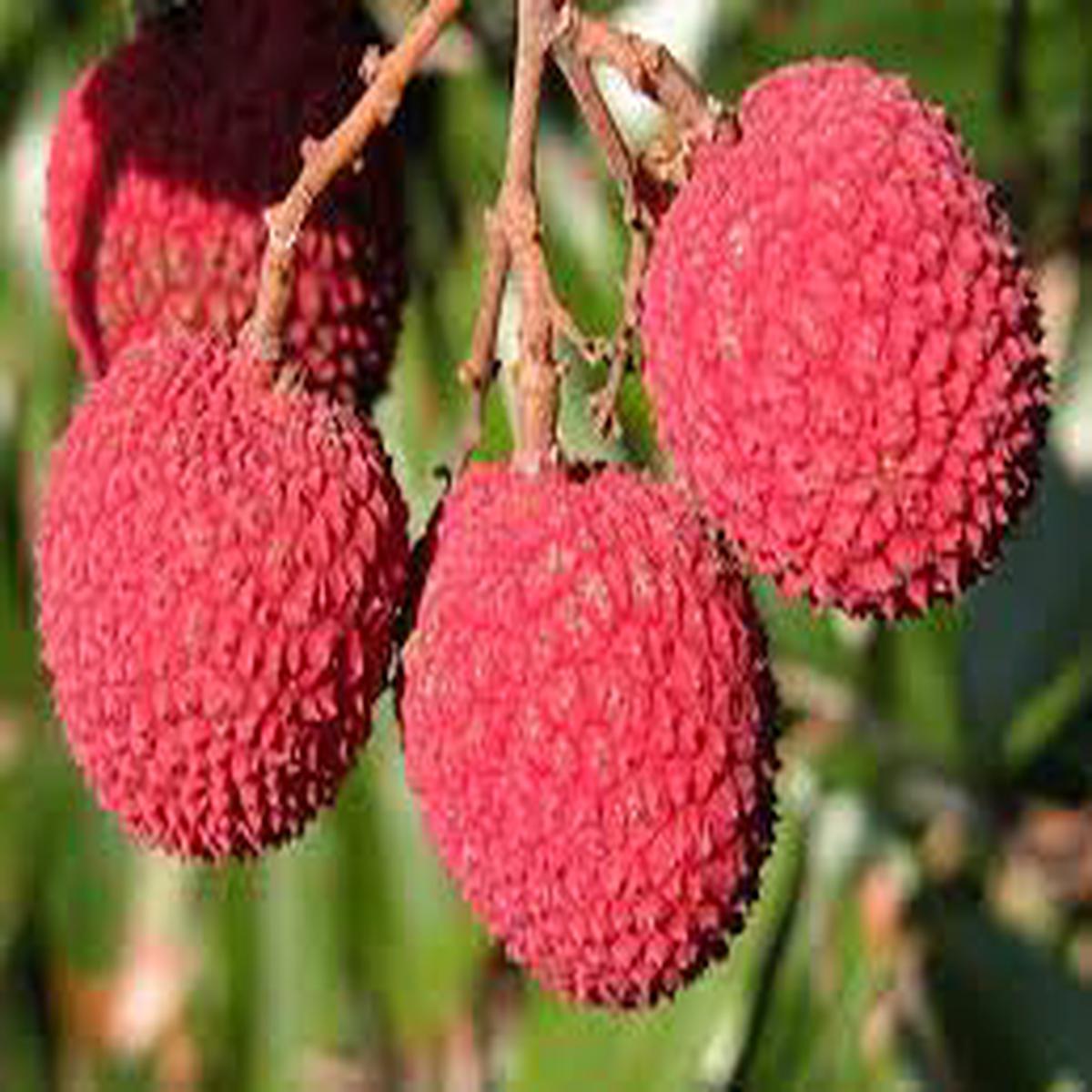 Brewster Lychee Fruit Seed Pack for Planting Tropical, Sweet Fruit Trees, Heirloom & Non-GMO Seeds for Home Garden