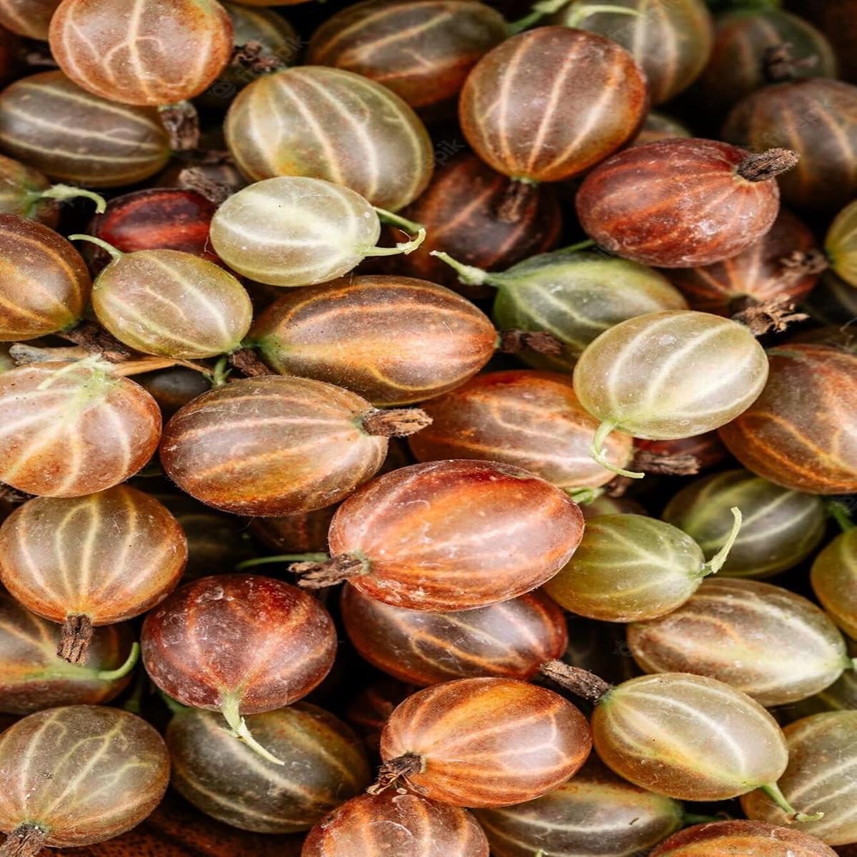 Brown Gooseberry Fruit Seeds for Planting  Heirloom, Non-GMO Seeds Rich in Vitamin C