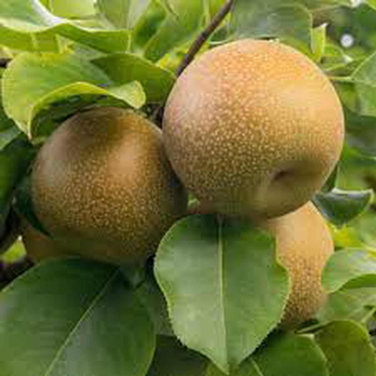 Brown Pyrus Pyrifolia Fruit Seeds for Planting  Unique Pear Varieties, Heirloom & Non-GMO Seeds for Home Garden