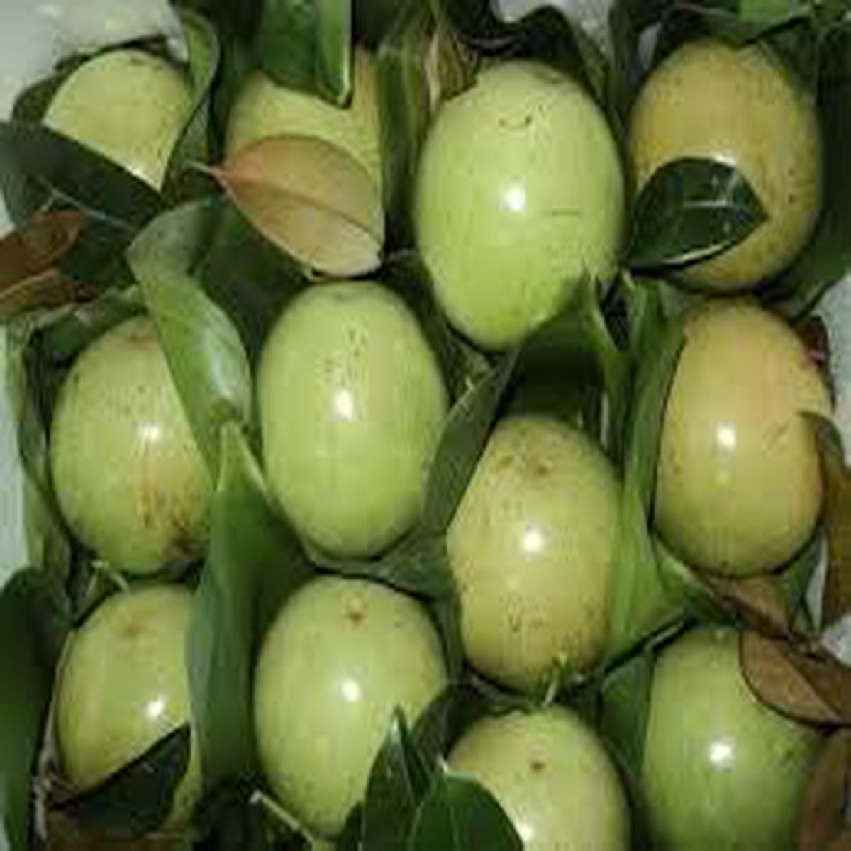 White Chrysophyllum Cainito Fruit Seeds for Planting  Unique Garden Fruit, Heirloom & Non-GMO Seeds for Home Garden
