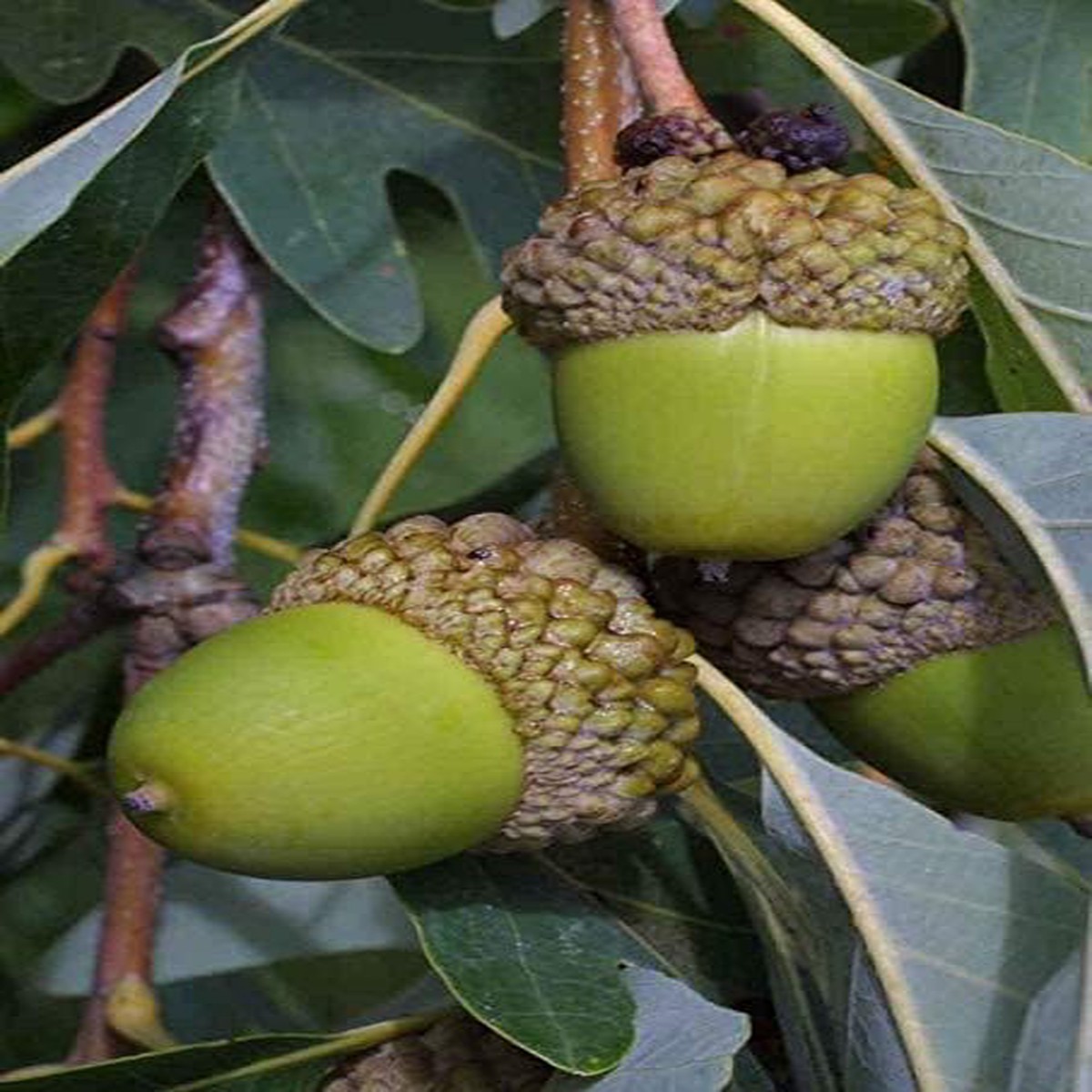 White Oak Tree Seeds for Planting Heirloom, Non-GMO Shade Tree Seeds for Organic Gardens