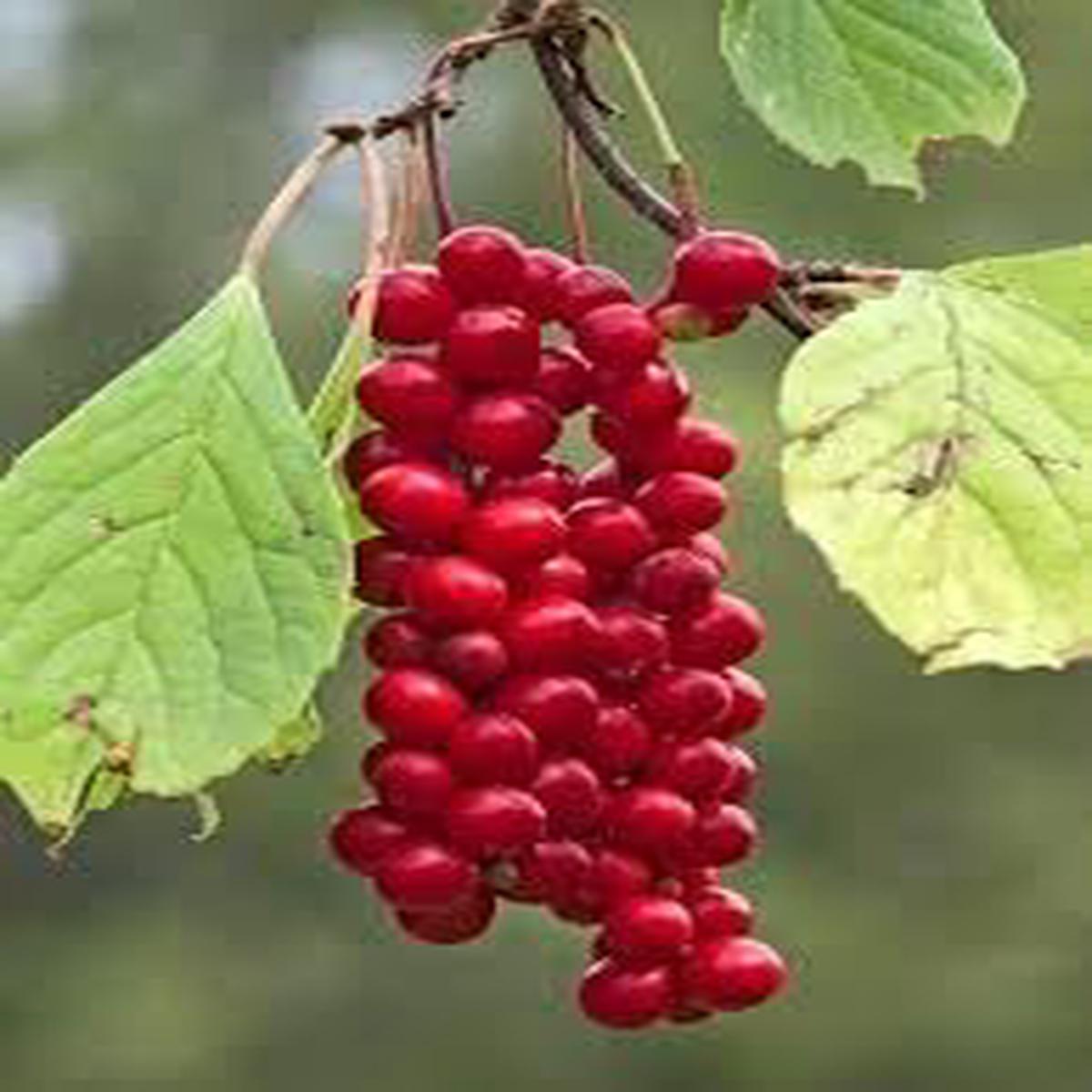 Yanang (Tiliacora Triandra) Fruit Seeds for Planting  Unique Jello Fruits, Heirloom & Non-GMO, High Germination