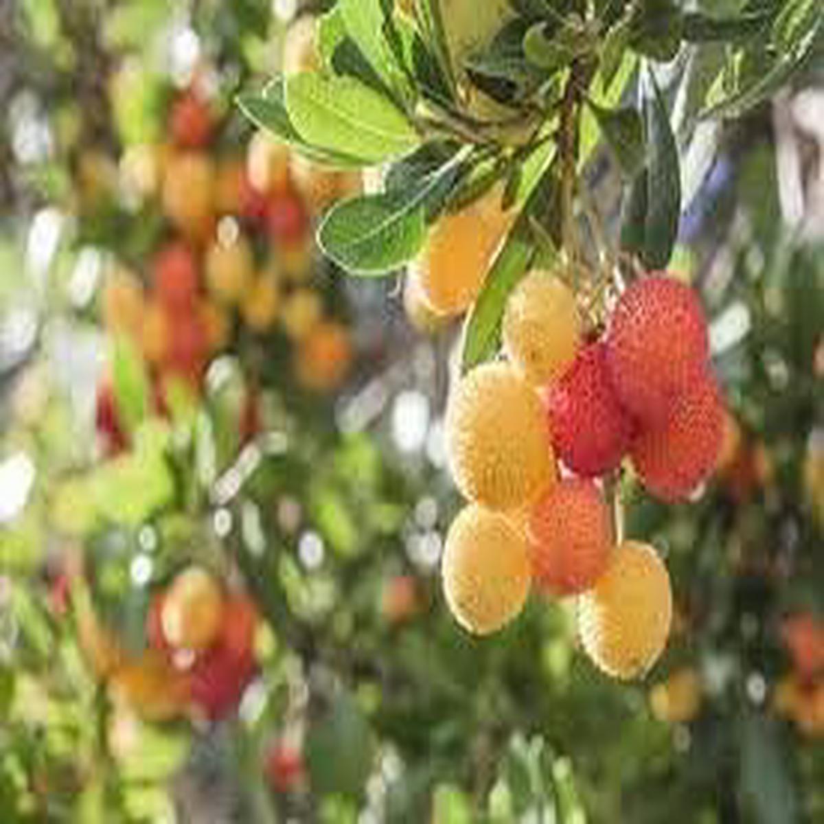 Yellow Red Bayberry Fruit Seeds for Planting  Aromatic Fruits for Home Gardens, Heirloom & Non-GMO, High Germination