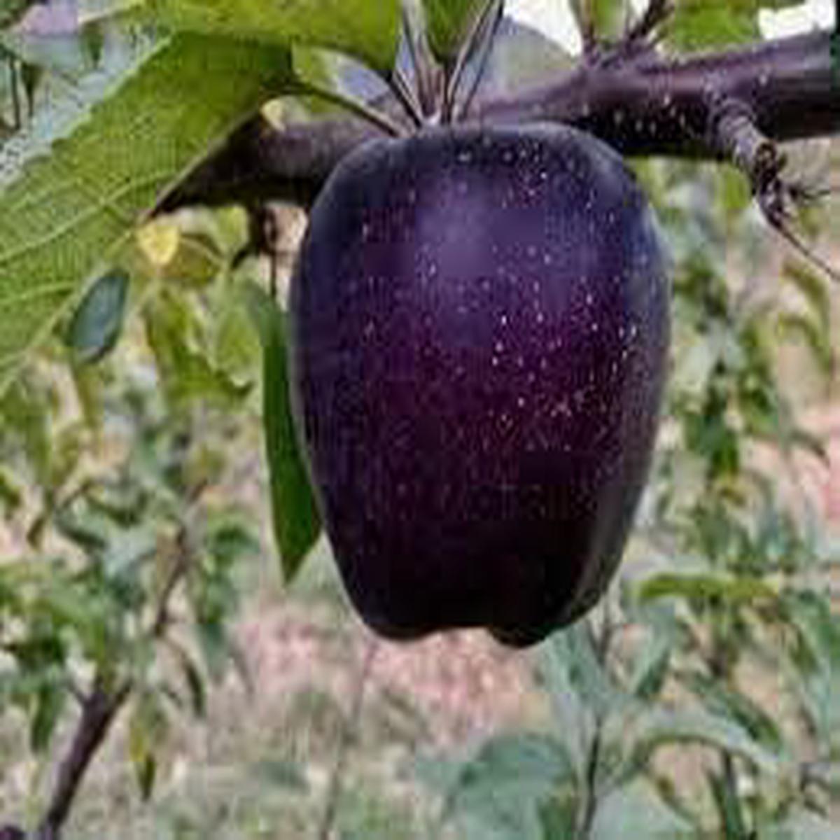 Black Apple Fruit Seeds for Planting  Non-GMO, Heirloom, Unique Varieties, Sweet & Juicy for Home Orchards