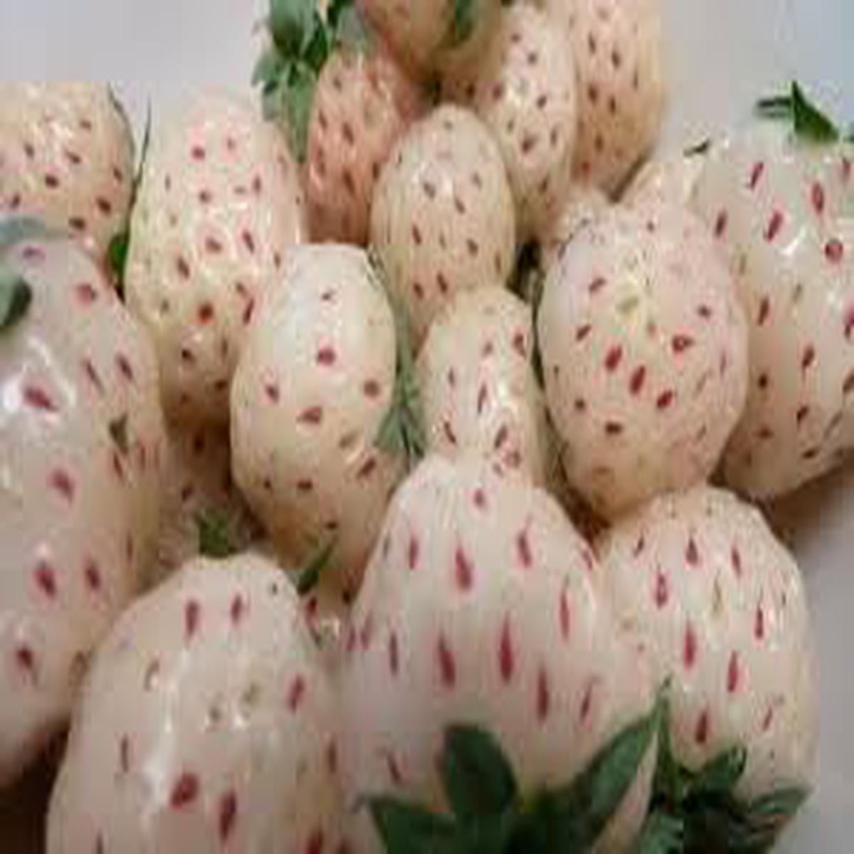 White Strawberry Seeds for Planting Grow Rare, Sweet White Berries, Heirloom & Non-GMO, High Germination