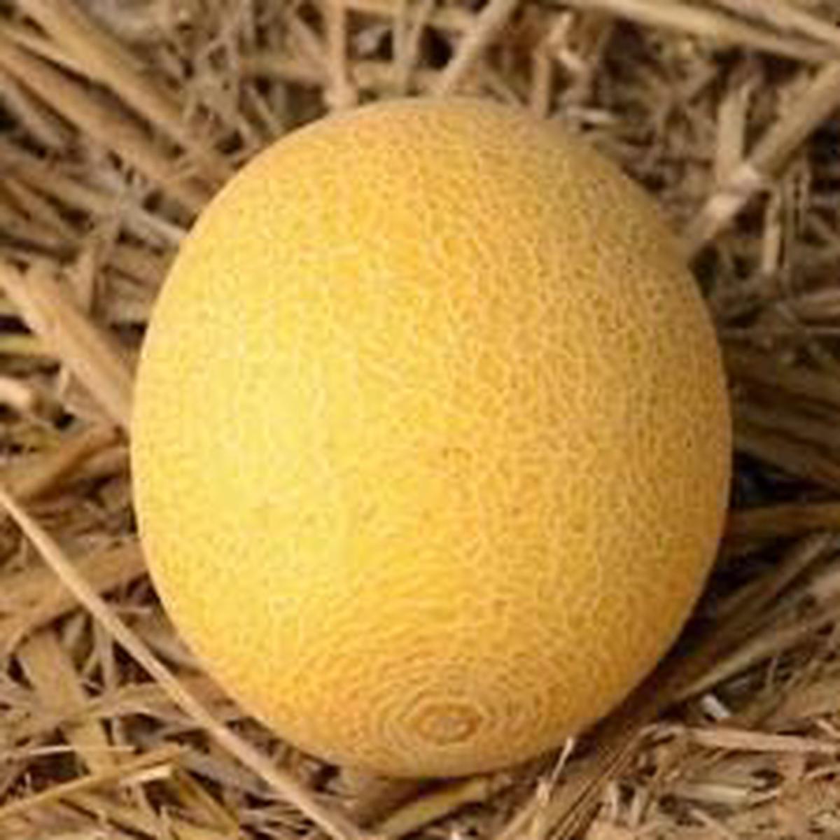 Yellow Galia Melon Seeds for Planting Sweet, Tropical Melons with Vibrant Color, Heirloom & Non-GMO Seeds