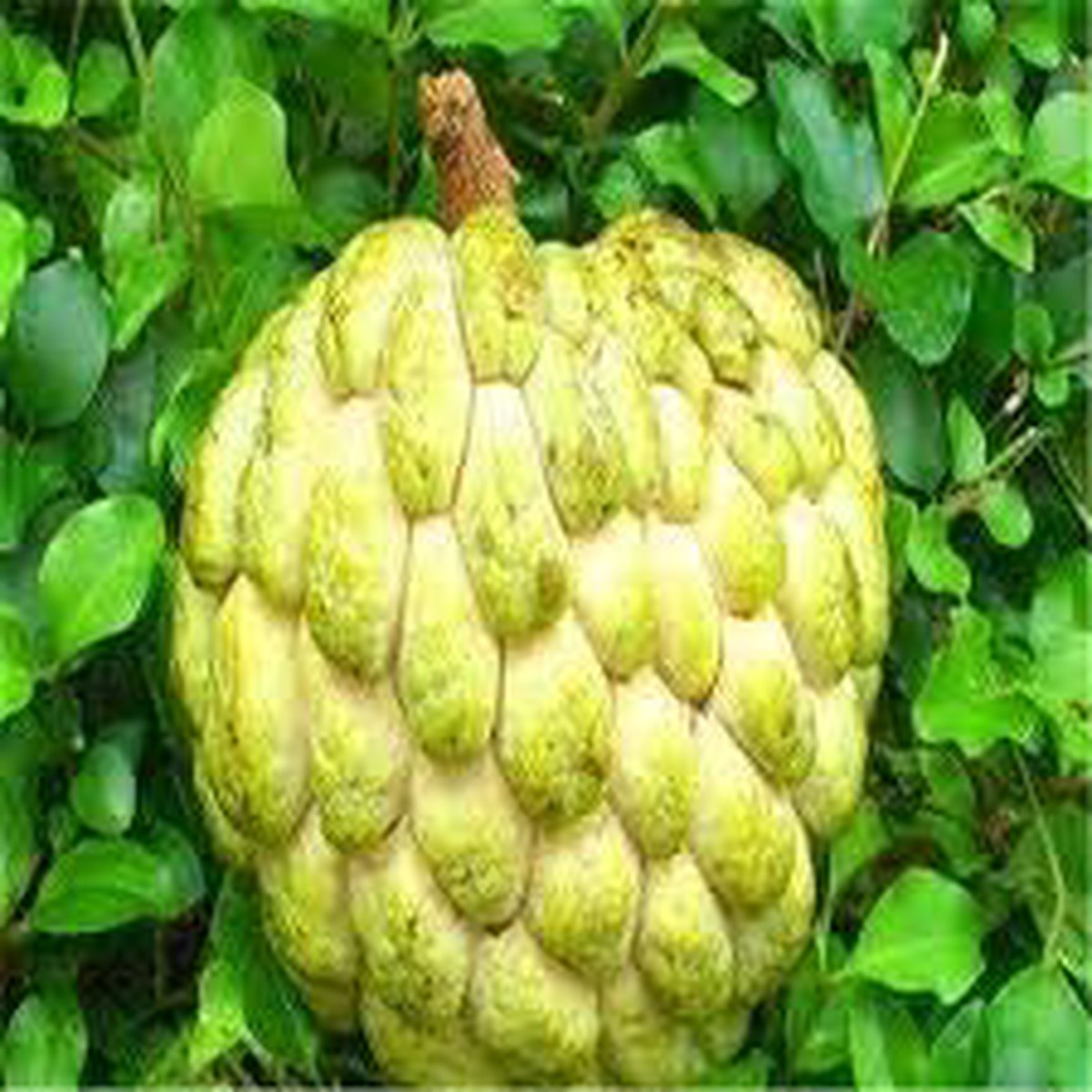 Yellow Soursop Fruit Seeds for Planting GMO-Free, Ideal for Home Gardens & Tropical Harvests