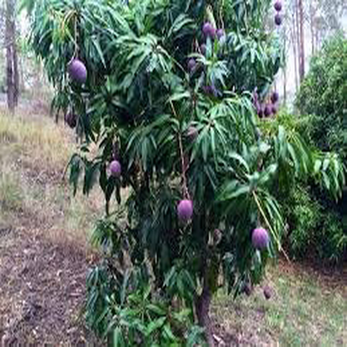 Annona Reticulata Fruit Seeds for Planting  Delicious Creamy Fruits, Heirloom & Non-GMO, High Germination Seeds