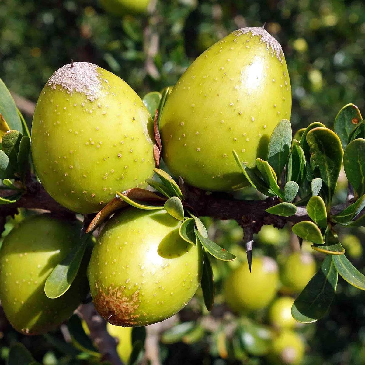 Argania Spinosa Fruit Seeds for Planting  Nutritious, Aromatic Fruits, Heirloom & Non-GMO, High Germination Seeds