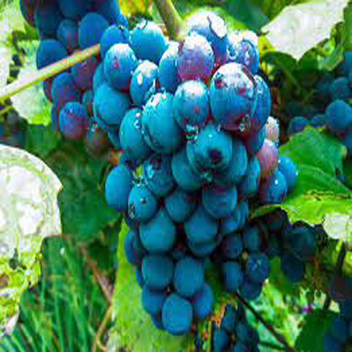 Blue Indigo Grape Seeds  Grow Classic, Sweet Grapes at Home, Heirloom & Non-GMO