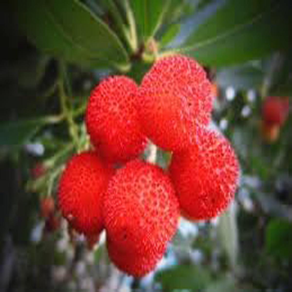 Yangmei Fruit Seeds for Planting Unique Sweet Asian Fruits, Heirloom & Non-GMO, High Germination Seeds