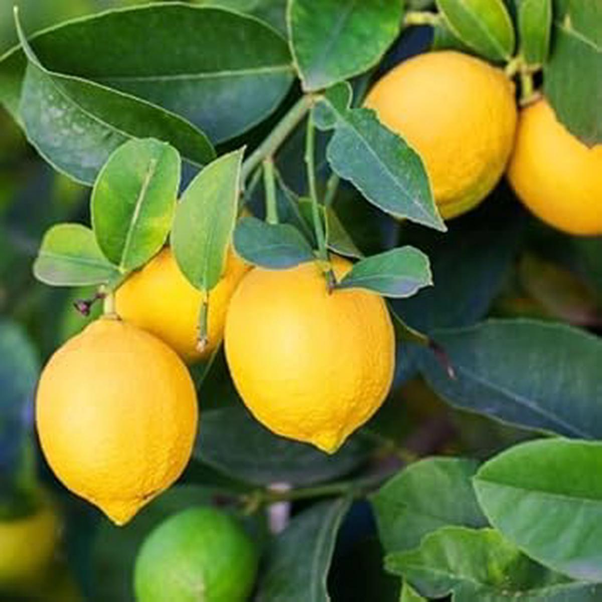 Yellow Lemon Fruit Seeds for Planting  Low-Acid, Refreshing Citrus, Heirloom, High Germination, Non-GMO Organic Garden Seeds