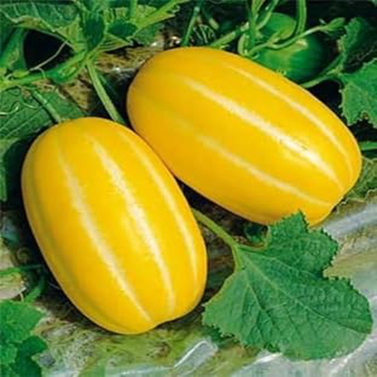 Yellow Musk Melon Fruit Seeds  25pcs, Exotic, Sweet Melons for Your Garden, Heirloom & Non-GMO Seeds
