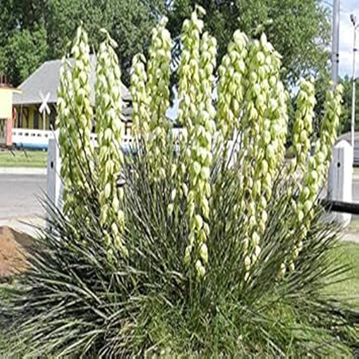 Yellow Yucca Plant Seeds for Planting Garden Beautification & Edible Fruits, Heirloom & Non-GMO, High Germination