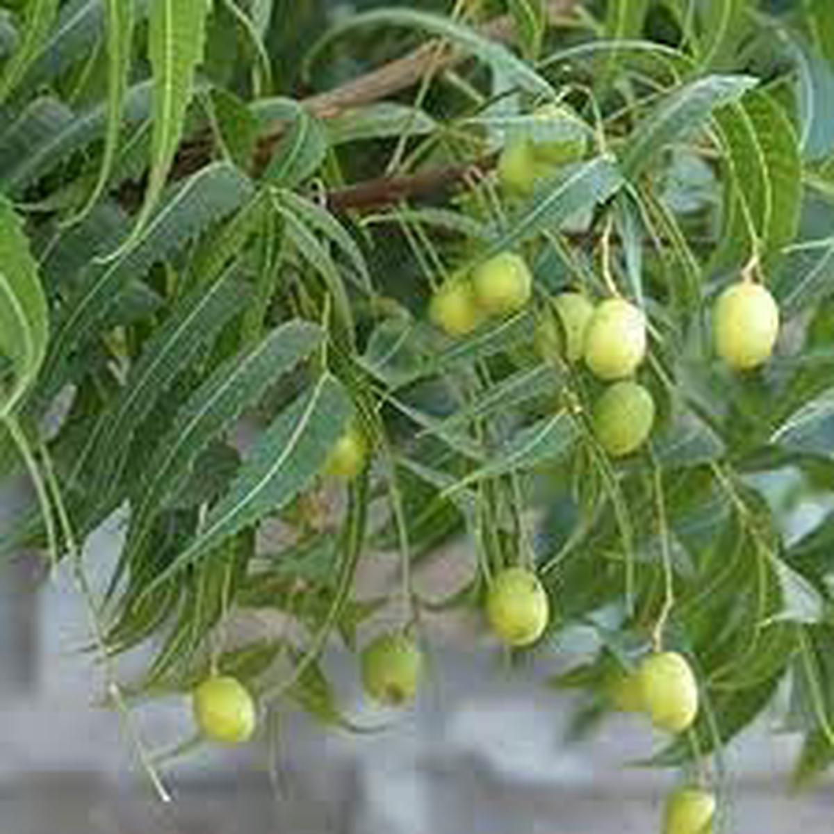 Azadirachta Seeds Grow Resilient & Medicinal Trees