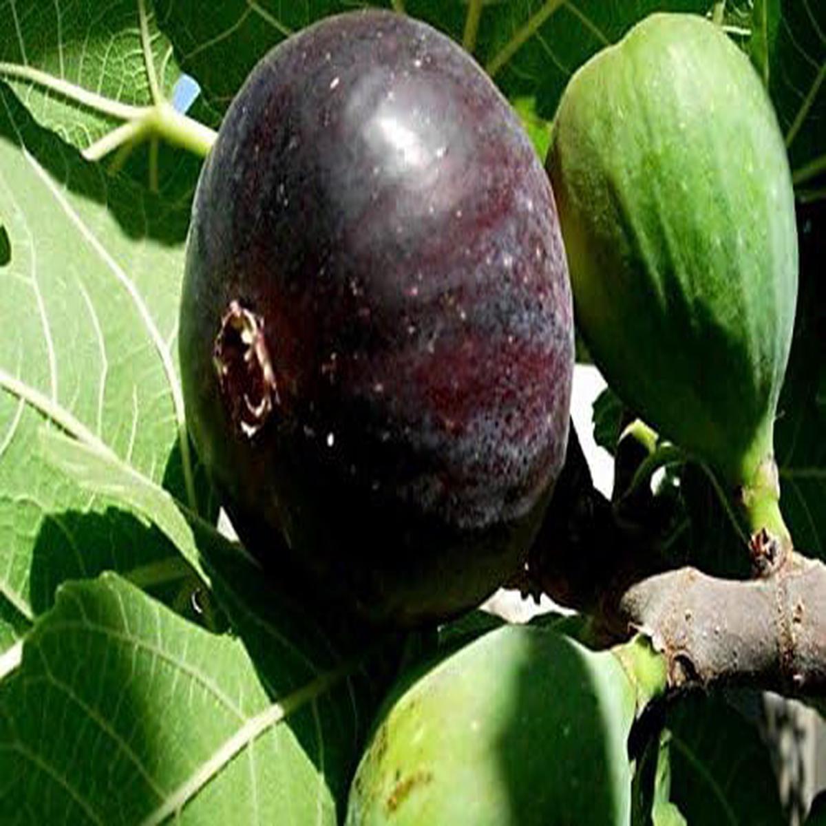 Black Mission Fig Seeds for Planting  Heirloom, Non-GMO, High Germination Organic Garden Seeds for Sweet Figs