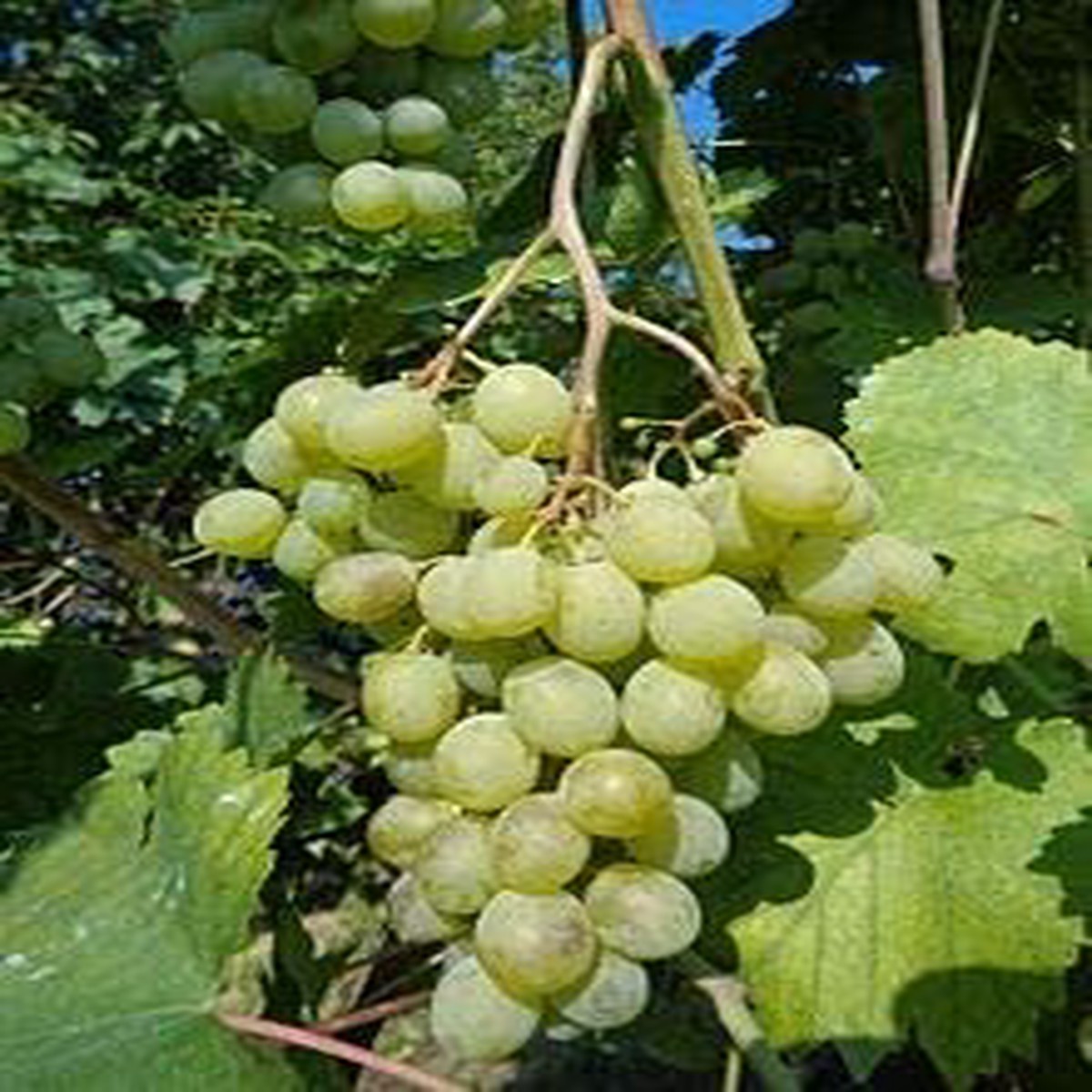 White Grape Muscat (Vitis vinifera) Fruit Seeds Aromatic, Heirloom & Non-GMO, Premium Quality for Backyard Gardens