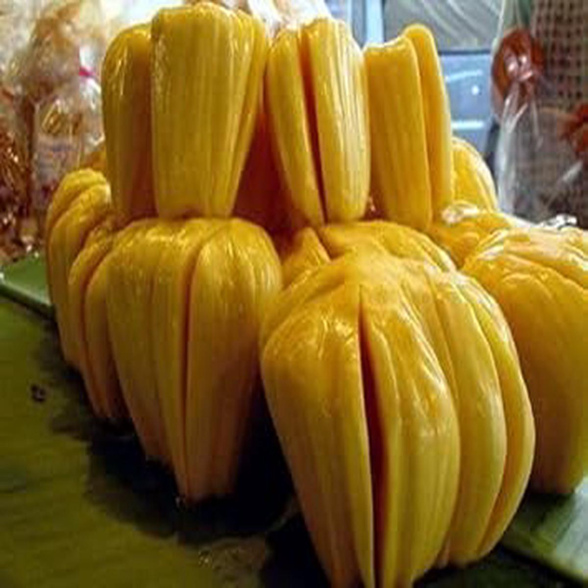 Yellow Jackfruit Seeds for Planting  Heirloom & Non-GMO Seeds for Sweet Tropical Home Garden