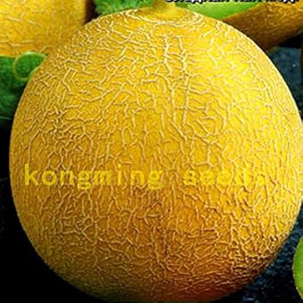 Yellow Melon Fruit Seeds for Planting  Sweet, Juicy Melons, Heirloom & Non-GMO Seeds for Home Garden