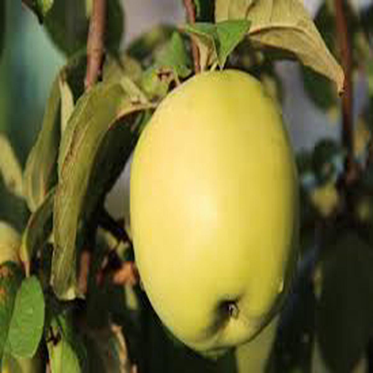 Antonovka Apple Tree Seeds for Planting Hardy & Delicious Homegrown Apples, Heirloom & Non-GMO, High Germination