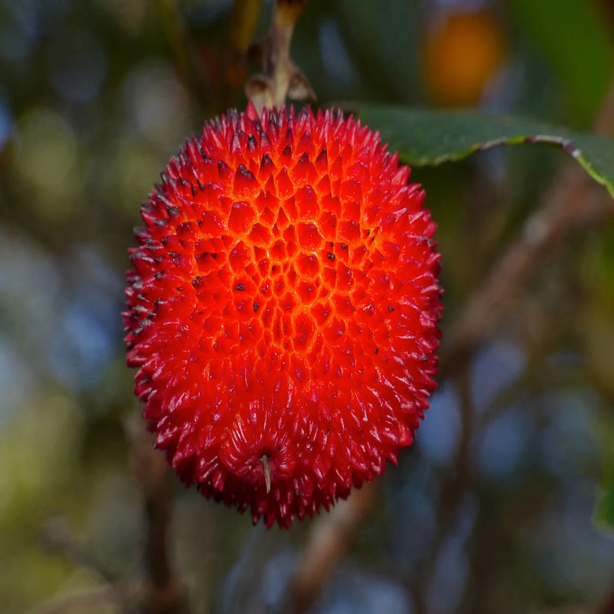 Arbutus Unedo Strawberry Tree Seeds for Planting Heirloom Non-GMO Evergreen Fruit Tree Seeds, High Germination