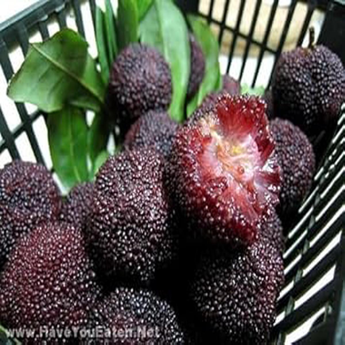 Black Arbutus Bayberry Fruit Seeds for Planting  Heirloom & Non-GMO Seeds for Home Gardens