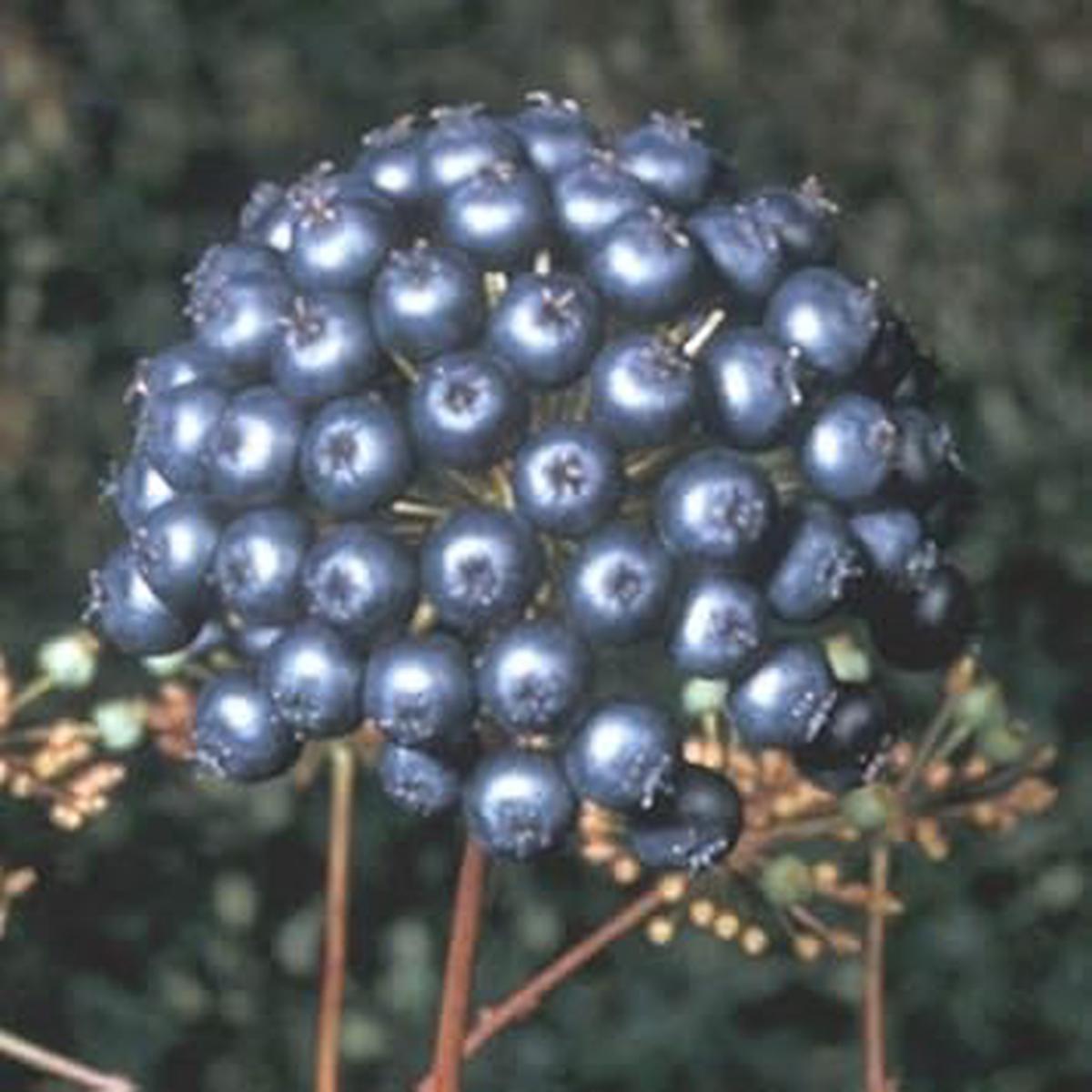 Black Sarsaparilla Fruit Seeds for Planting  Grow Flavorful Sarsaparilla with Many Benefits, Heirloom & Non-GMO Seeds