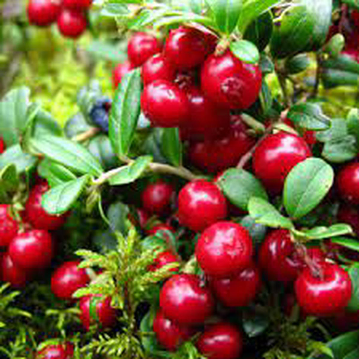 Vaccinium Vitis Fruit Seeds for Planting Heirloom, Non-GMO, High Germination Organic Garden Seeds for Lush, High-Yield Berry Bushes