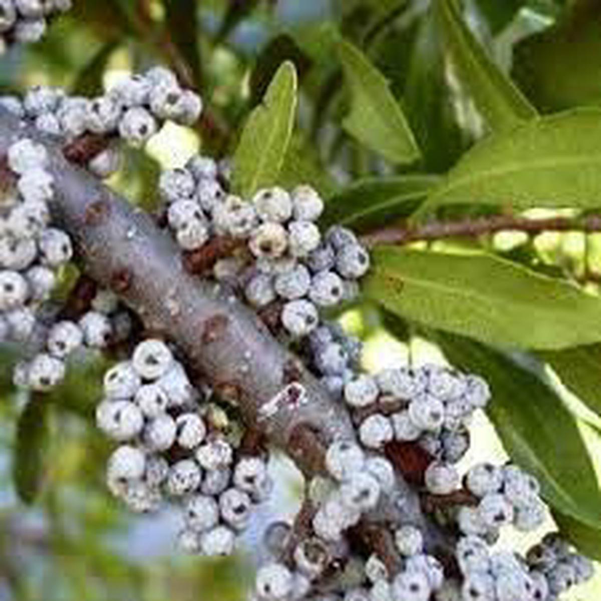 Wax Myrtle Southern Fruit Seeds Heirloom, Non-GMO, High Germination Organic Garden Seeds