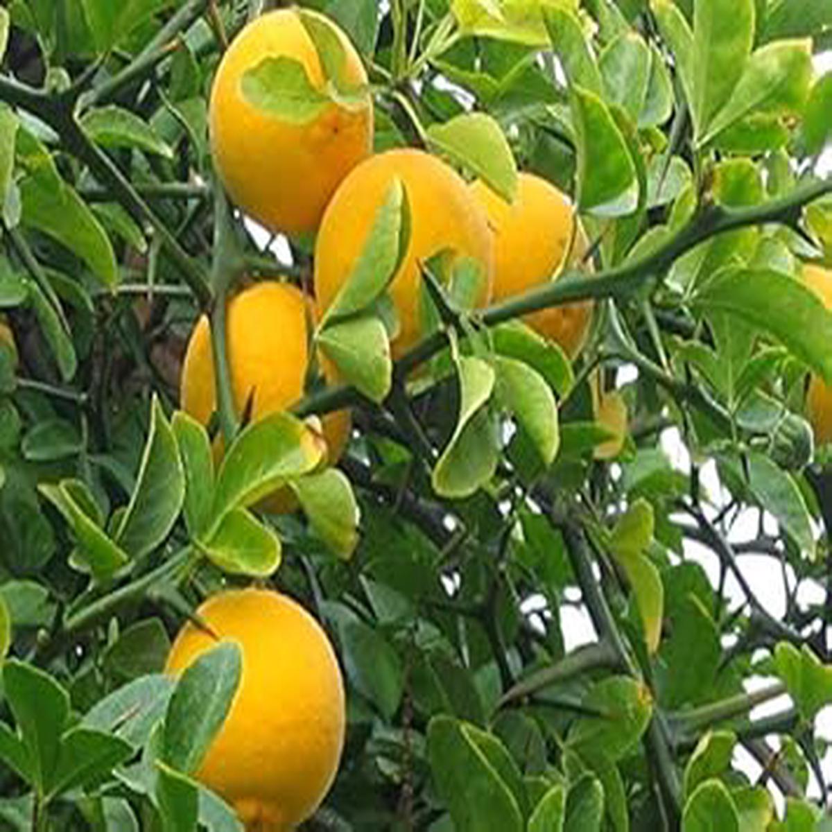 Yellow-Orange Fruit Seeds for Planting  Sweet, Colorful Fruits for Home Harvests, Heirloom & Non-GMO Seeds