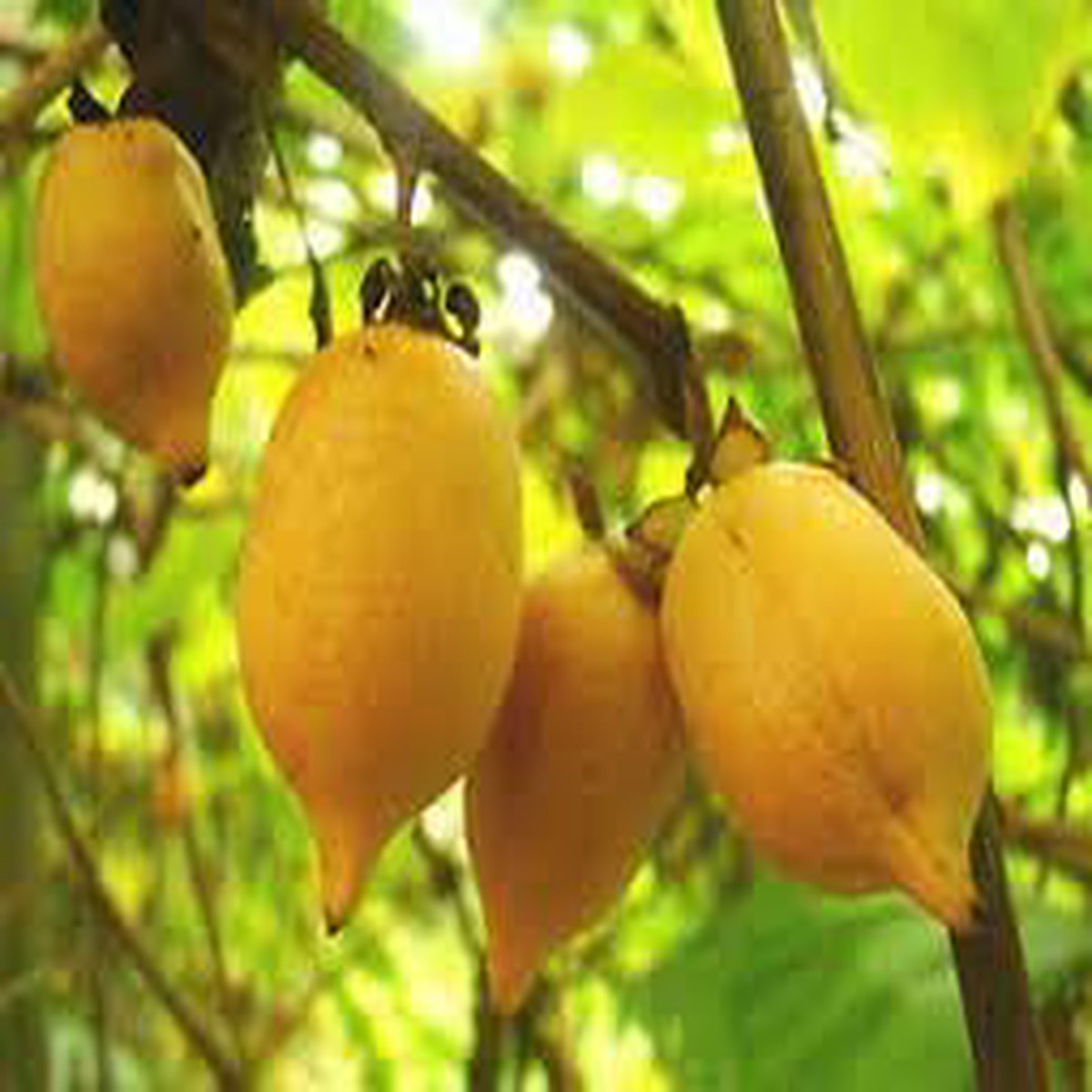 Actinidia Polygama Fruit Seeds for Cultivation Heirloom & Non-GMO Seeds for Home Backyard Garden