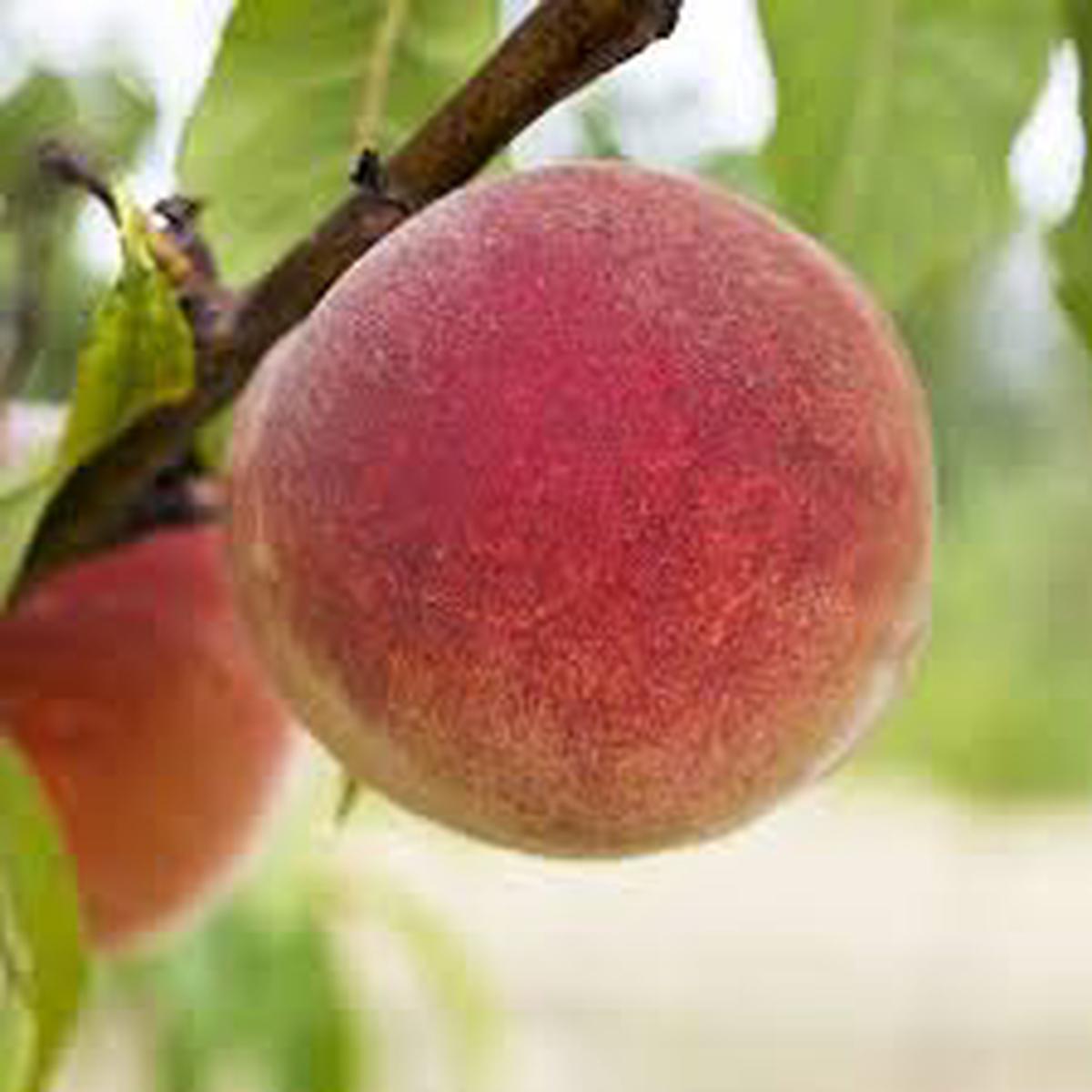 Babcock Peach Fruit Seeds for Planting Juicy Sweet Yellow-Red Fruits, Heirloom & Non-GMO, High Germination Seeds