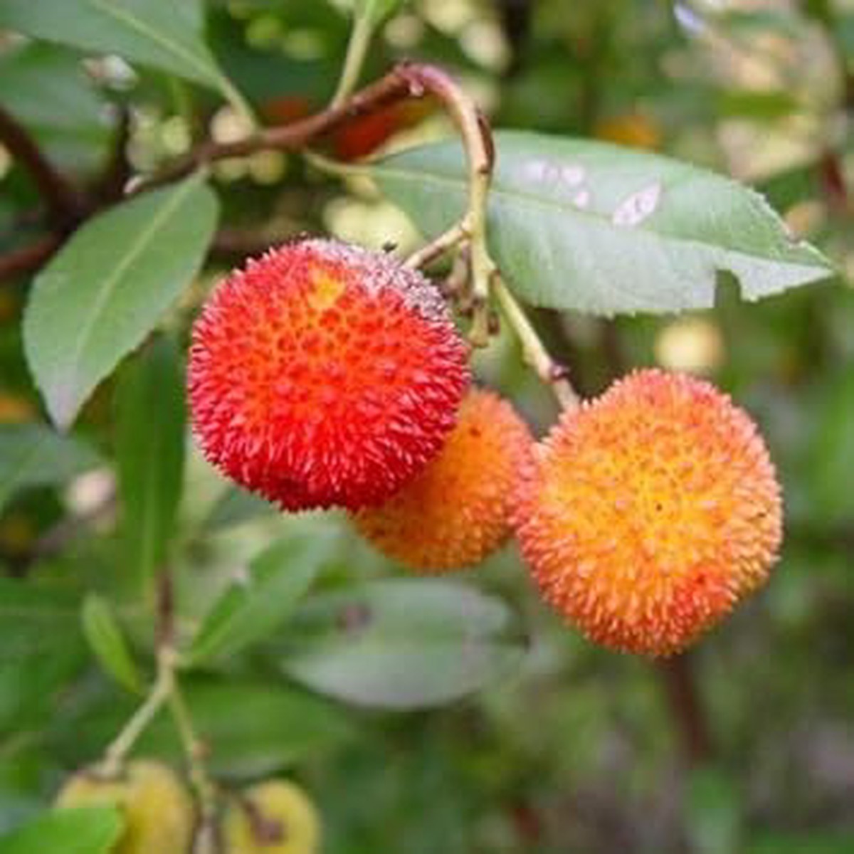 Bayberry Fruit Seeds for Planting Orange Bayberries for Sweet, Aromatic Harvest, Heirloom & Non-GMO Seeds