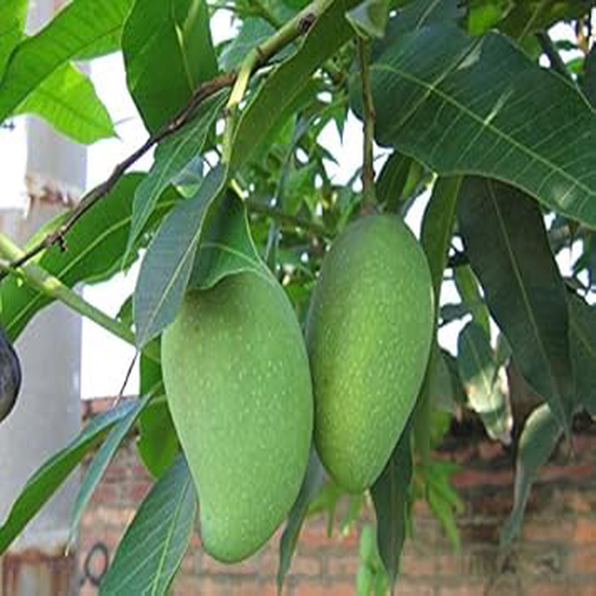Bergamot Fruit Seeds for Planting | Heirloom Non-GMO Organic Seeds for Aromatic, Flavorful Fruits