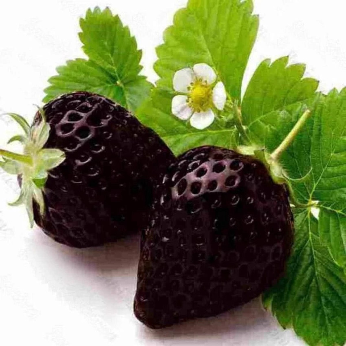 Black Strawberry Fruit Seeds for Planting Sweet, Juicy Berries for Gardens, Heirloom & Non-GMO, High Germination
