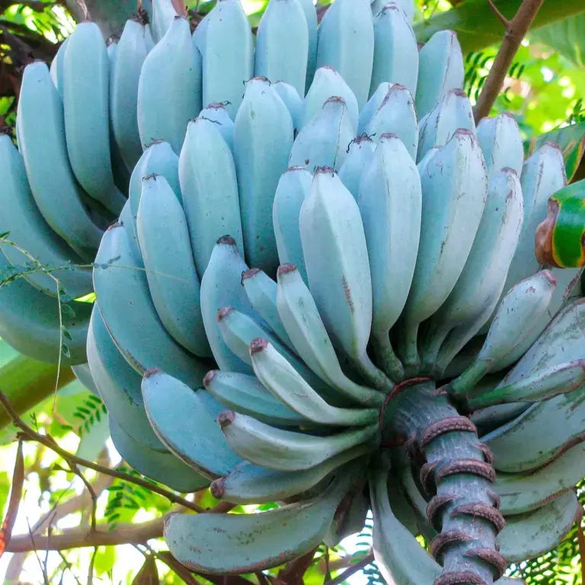 Blue Java Banana (Ice Cream Banana) Fruit Seeds for Planting Heirloom Non-GMO Organic Garden Seeds