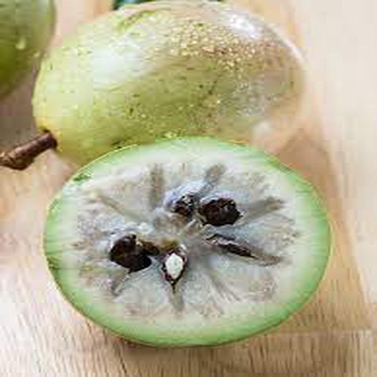 White Star Apple Fruit Seeds for Planting Pack for Sweet, Tropical Fruit Harvest, Heirloom & Non-GMO Seeds for Home Garden