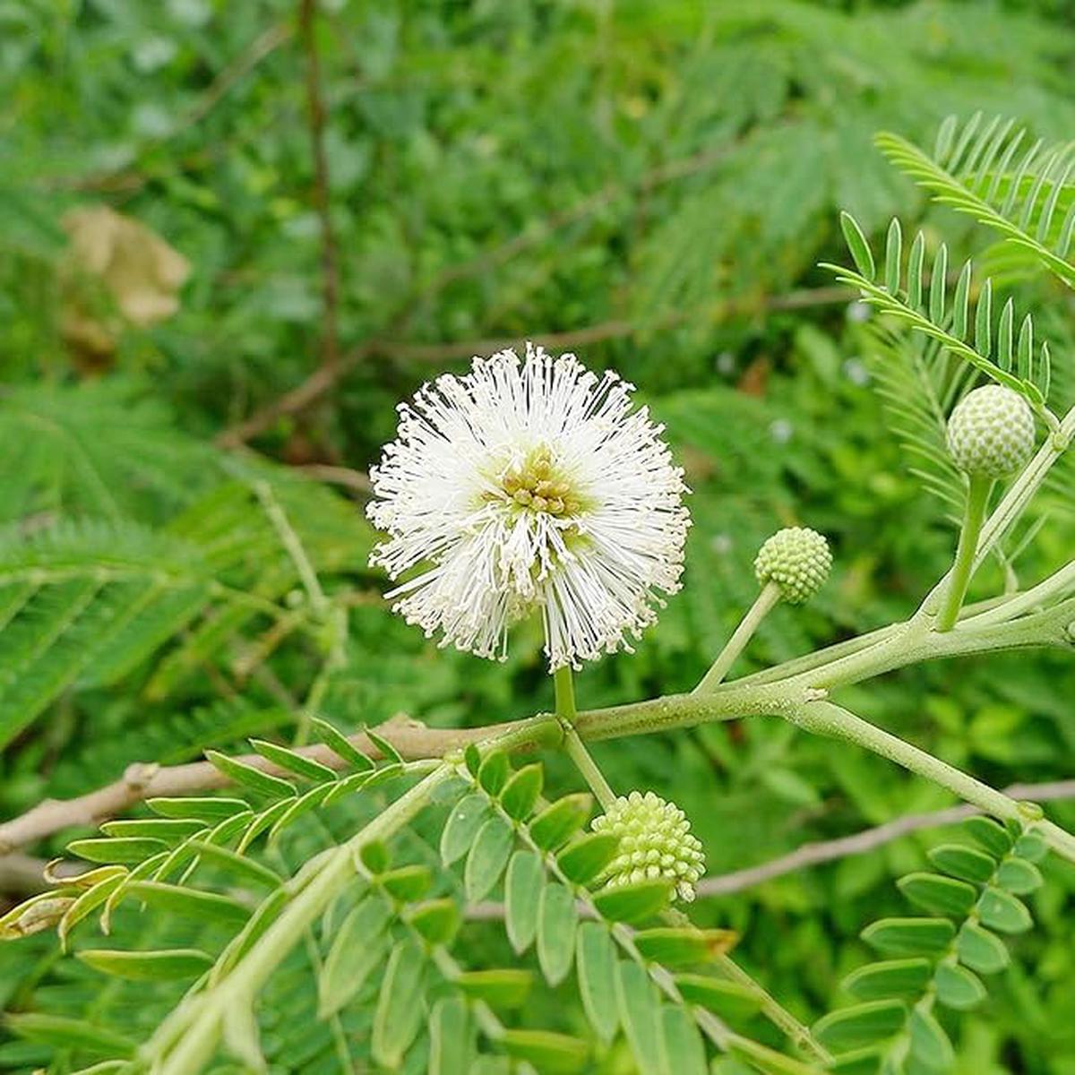 White Tamarind (Leucaena leucocephala) Fruit Seeds Drought-Tolerant, Edible, Fast-Growing Evergreen Tropical Shrub, Heirloom & Non-GMO