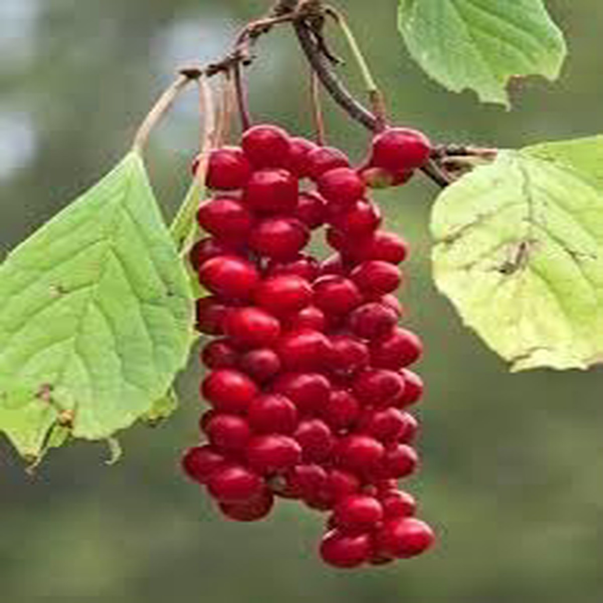 Yanang (Tiliacora Triandra) Fruit Seeds for Planting Unique Jello Fruits, Heirloom & Non-GMO, High Germination
