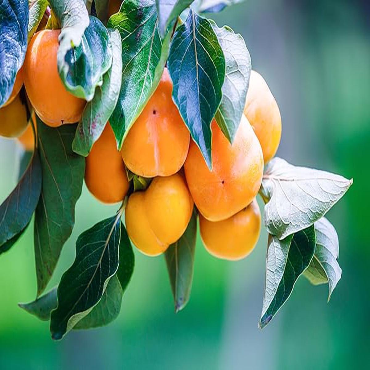 American Persimmons Fruit Tree Seeds for Planting Heirloom Non-GMO High Germination Organic Garden Seeds
