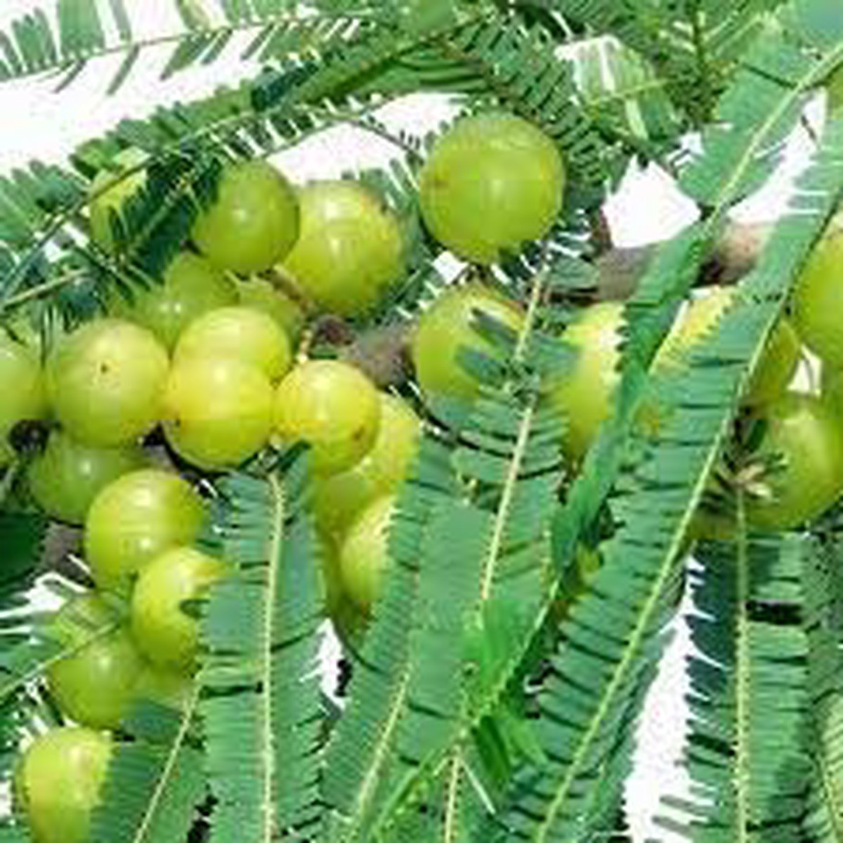 Amla Fruit Seeds for Planting Heirloom Non-GMO High Germination Organic Garden Seeds Ayurvedic Superfruit