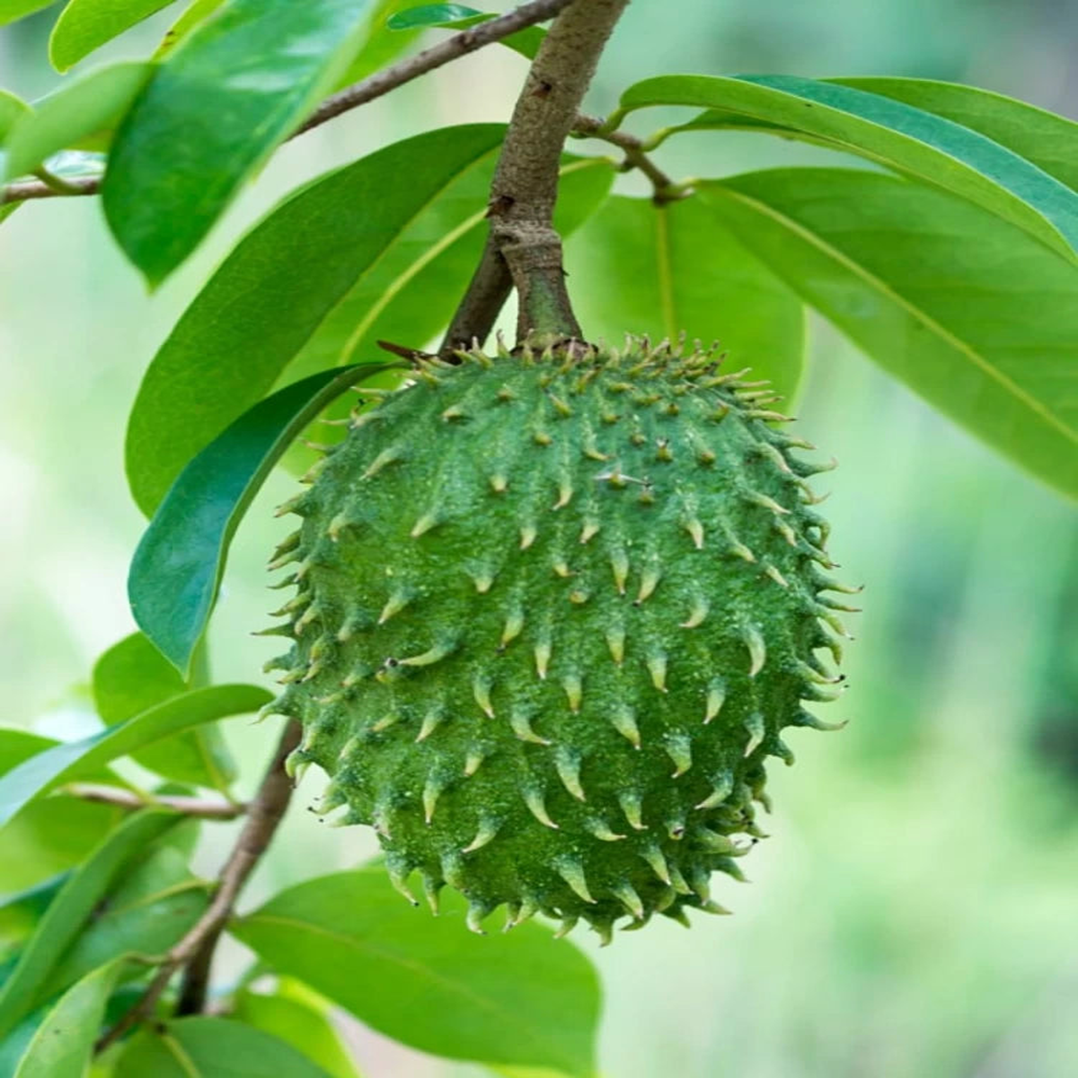 Annona muricata (Sirsak/Graviola/Guanabana) Fruit Seeds for Planting  Heirloom & Non-GMO Tropical Seeds